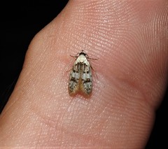 Scatochresis innumera