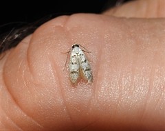 Scatochresis innumera