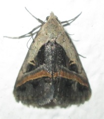 Acantholipes trimeni