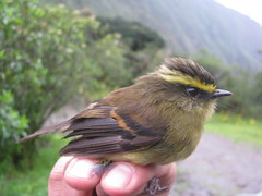 Silvicultrix diadema