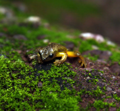 Exerodonta smaragdina