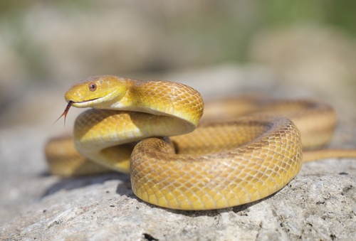 Eastern Ratsnake, photo 4 of 10
