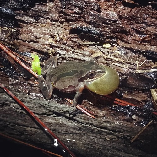 Ornate Chorus Frog