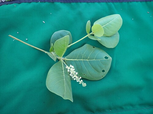 Terminalia samoensis observed 2023-05-09
