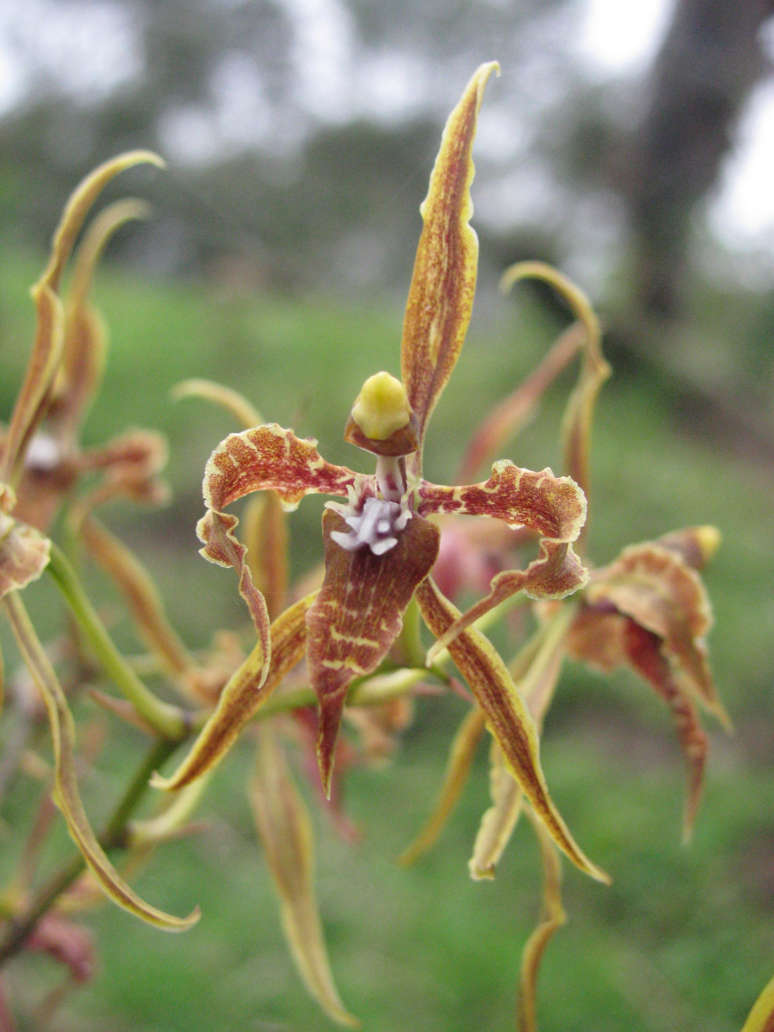 Cyrtochilum angustatum (Lindl.) Kraenzl. 2