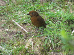 Grallaria saturata