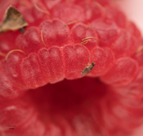 Scaled Hump-backed Fly photo 6