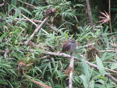 Silvicultrix frontalis