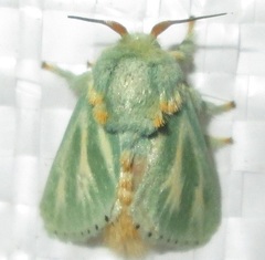 Coenobasis albiramosa