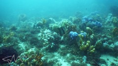 Chelmonops truncatus