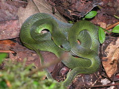 Erythrolamprus typhlus