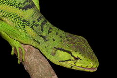 Polychrus marmoratus