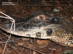 Melanosuchus niger