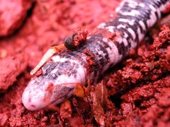 Amphisbaena fuliginosa