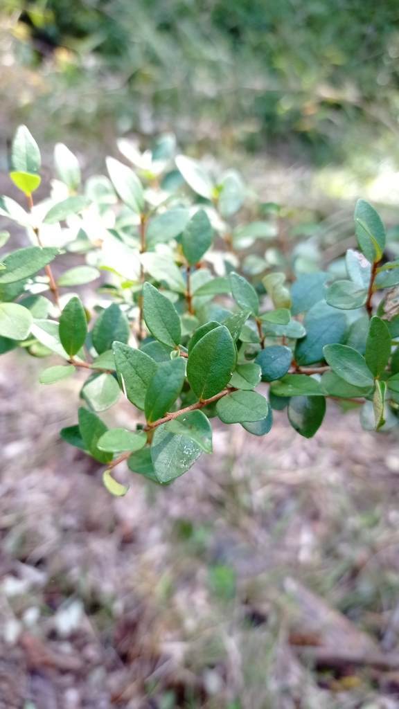 Myrceugenia obtusa from Chiguayante, Bio Bio, Chile on June 17, 2023 at