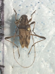 Anisopodus scriptipennis