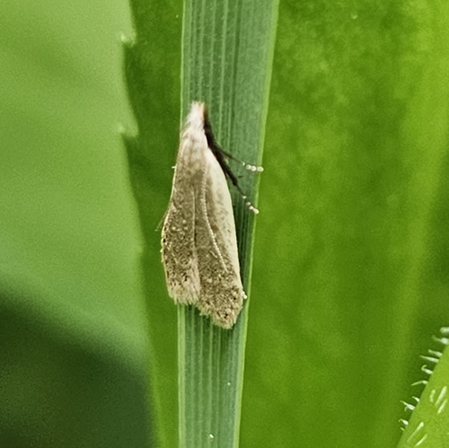 Spotted Dichomeris Moth and Allies photo 2