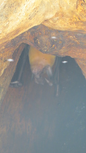 Noctilio leporinus
