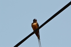 Hirundo rustica tytleri