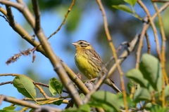 Emberiza aureola