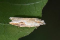 Pseudexentera costomaculana