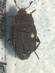 Thanatophilus lapponicus