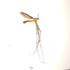 Nephrotoma suturalis