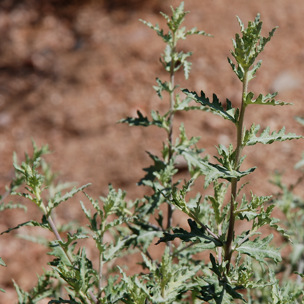 Ambrosia eriocentra