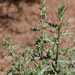 Ambrosia eriocentra - Photo 由 Steve Jones 所上傳的 (c) Steve Jones，保留部份權利CC BY-NC