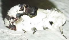 Acontia