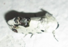 Acontia