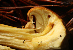 Gymnopilus ventricosus image