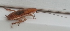 Drymaplaneta heydeniana