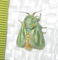 Coenobasis albiramosa