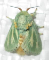 Coenobasis albiramosa
