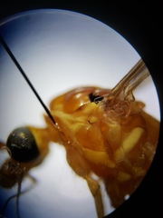 Nephrotoma suturalis