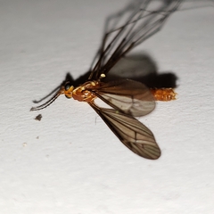 Nephrotoma suturalis