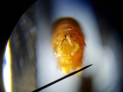 Nephrotoma suturalis