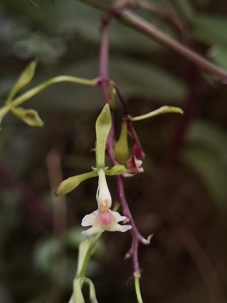 Epidendrum horichii