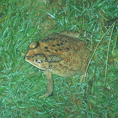 Duttaphrynus melanostictus