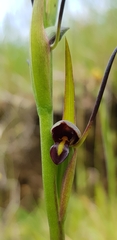 Orthoceras