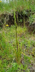 Orthoceras