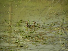 Dendrocygna autumnalis