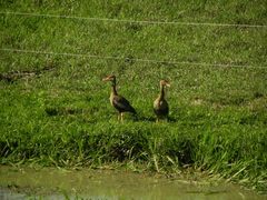 Dendrocygna autumnalis