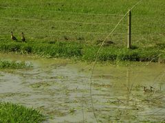 Dendrocygna autumnalis