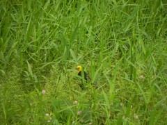 Chrysomus icterocephalus
