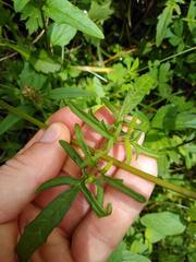 Prunella × intermedia