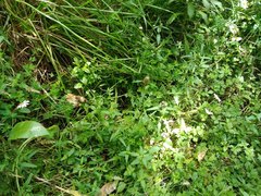 Prunella × intermedia