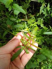 Prunella × intermedia