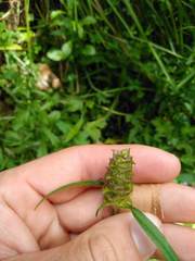 Prunella × intermedia